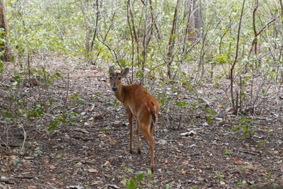 Deer standing on a field