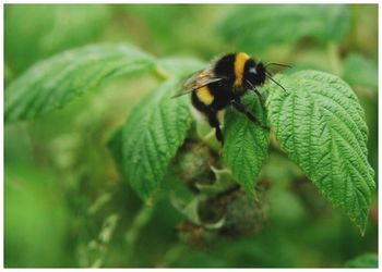Close-up of insect on plant