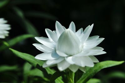 Close-up of water lily blooming outdoors