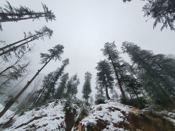 Low angle view of pine trees against sky during winter