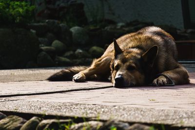 Close-up of a dog sleeping