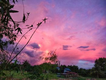 Silhouette tree and buildings against sky during sunset