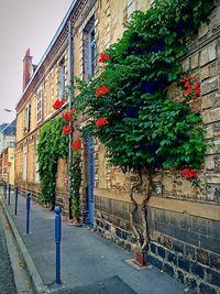 Plants growing in front of building