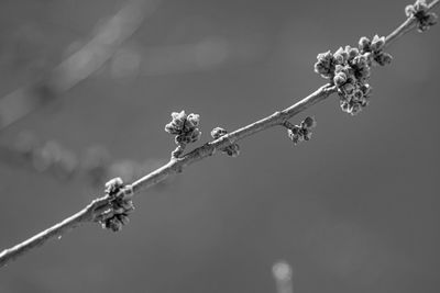 Close-up of flowering plant