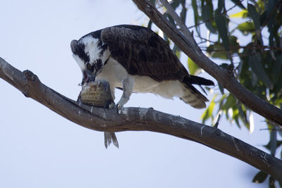 Low angle view of eagle perching on branch