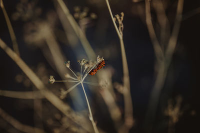 Close-up of insect pollinating on flower