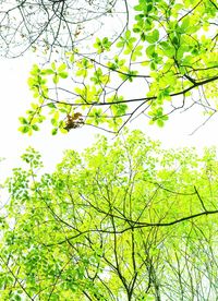 Low angle view of tree against sky