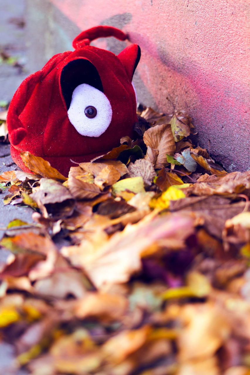 leaf, autumn, change, no people, nature, close-up, outdoors, day, beauty in nature