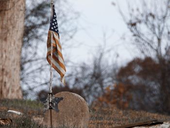 Close-up of dry leaf on wooden post
