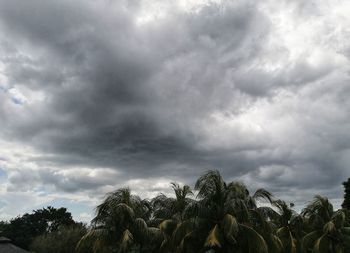 Palm trees against cloudy sky