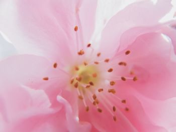 Full frame shot of pink flower