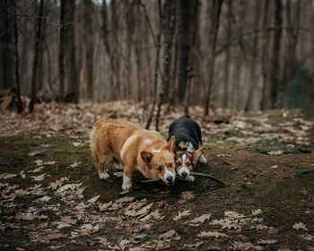 View of dogs playing on field in forest