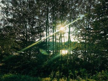 Low angle view of trees in forest