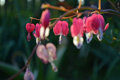 Close-up of pink flowers growing on plant