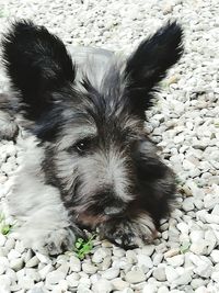 Portrait of dog relaxing on pebbles