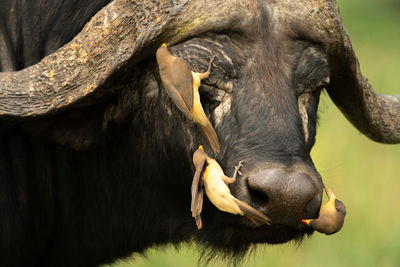 Three yellow-billed oxpeckers crossing cape buffalo face