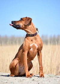 Dog looking away on field