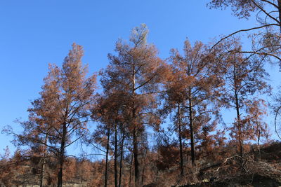 Low angle view of trees in forest against blue sky