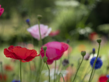 Close-up of purple flowering plants on field