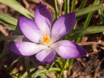 Close-up of purple crocus flowers