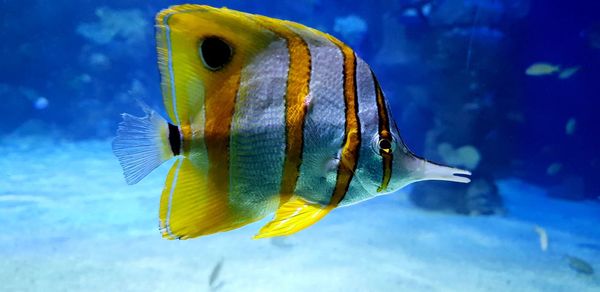 Close-up of fish swimming in sea