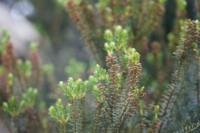 Close-up of flowering plant