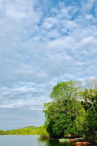Trees by plants against sky