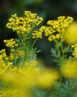 Close-up of yellow flowering plant