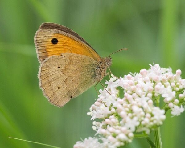 CLOSE-UP OF BUTTERFLY ON PLANT