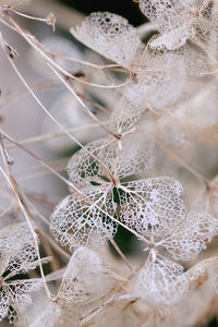 Close-up of dry plant