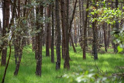 View of trees in forest