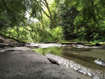 Scenic view of forest