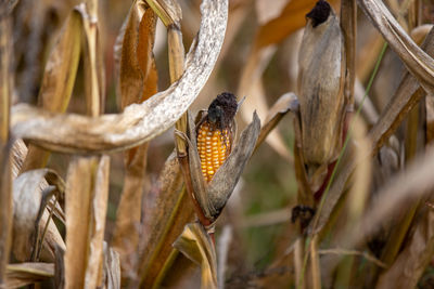 Close-up of a plant