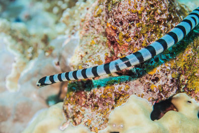 Close-up of fish in sea