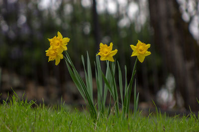 Close-up of yellow flowering plant on field