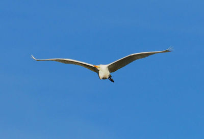 Low angle view of seagull flying in sky