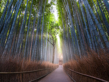 Road amidst trees in forest