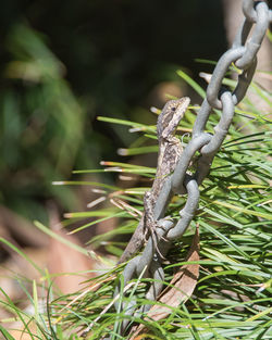 Close-up of lizard on tree