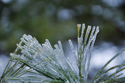 Close-up of frozen pine tree needles 