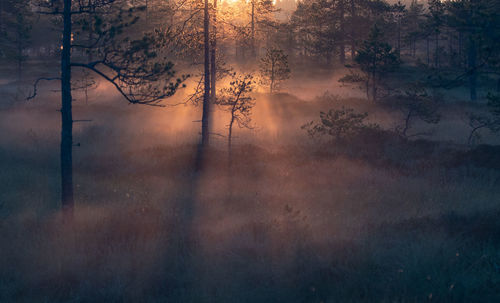 A magically beautiful morning in a foggy bog