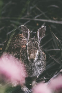 High angle portrait of rabbit