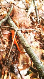 Close-up of lizard