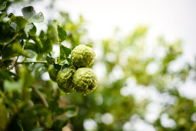 Close-up of fresh green plant