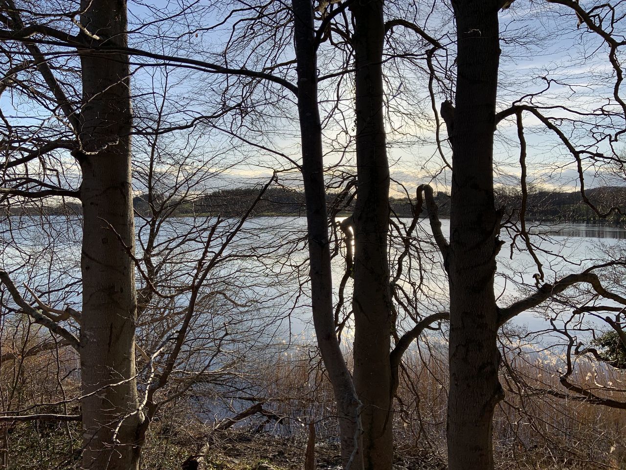 BARE TREES IN THE FOREST