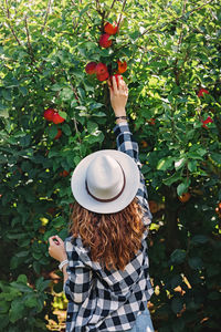 Woman in a hat taking ripe red apples from the tree. autumn harvest, countryside lifestyle person