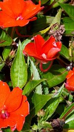 Close-up of orange flowers blooming outdoors