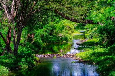 Scenic view of river amidst trees in forest