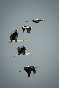 bird