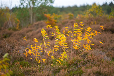 Close-up of yellow flowering plant on field