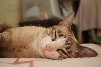 Close-up of cat sleeping